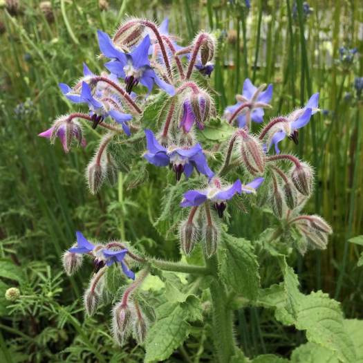 Blue borage (starflower)