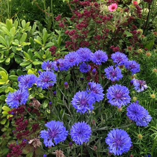 Blue cornflowers (Centaurea cyanus)