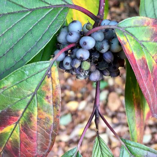 Blue dogwood berries