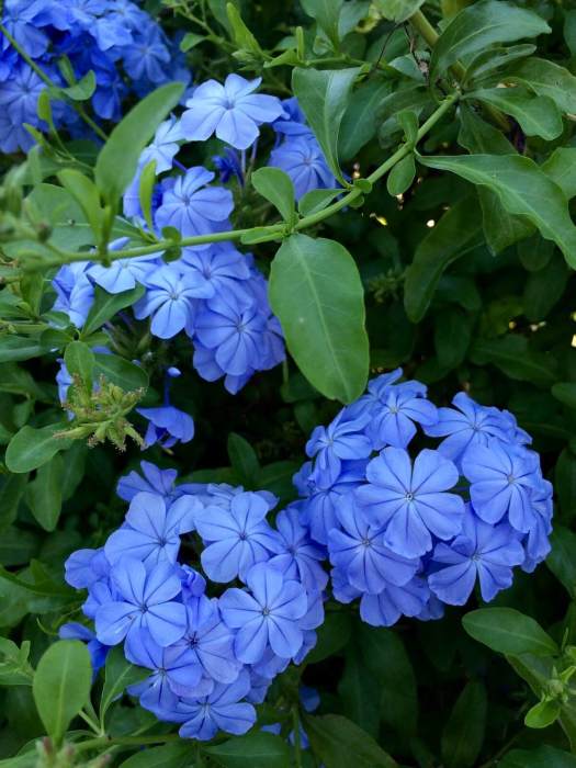 Blue plumbago (leadwort)
