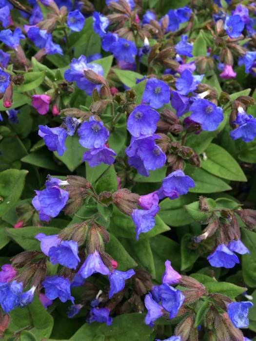 Blue pulmonaria (lungwort)