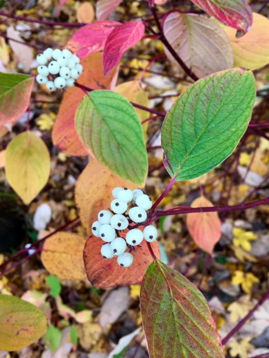 Dogwood berries