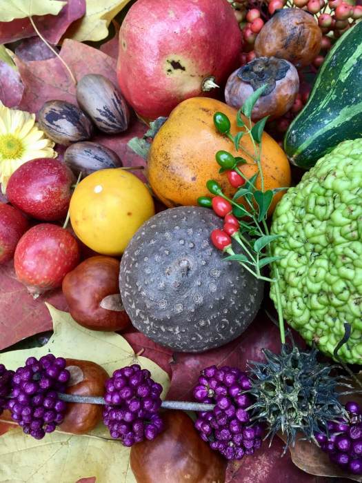 Produce gathered in Autumn in Jackson MS