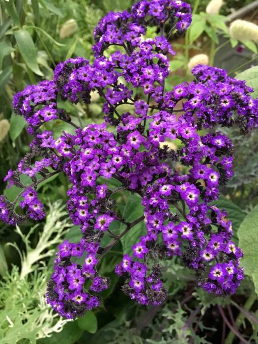 Heliotrope