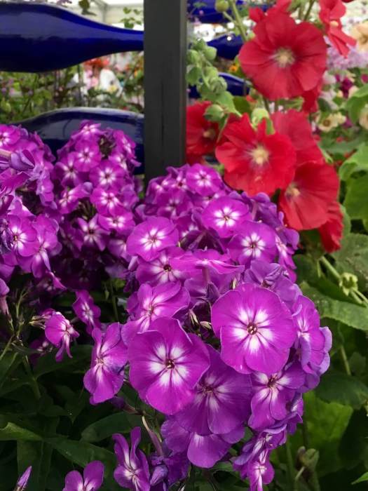 Purple phlox, blue bottles and hollyhocks