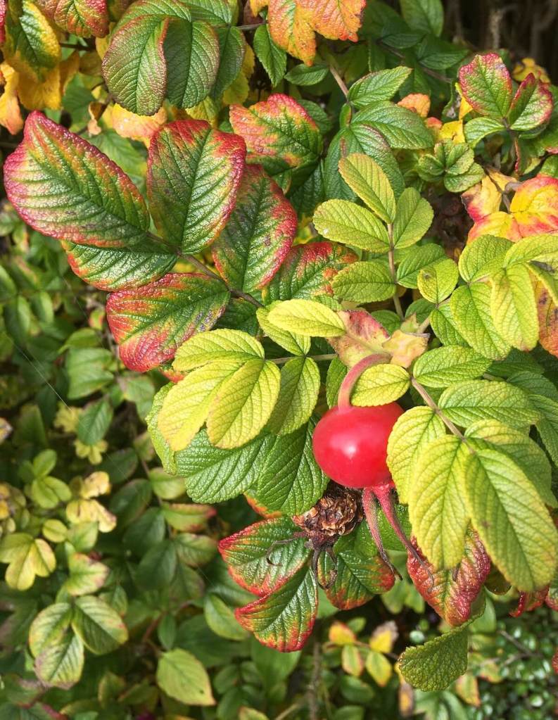 Orange Rugosa Roses Hip-Bearing Roses: Rugosas – Susan Rushton
