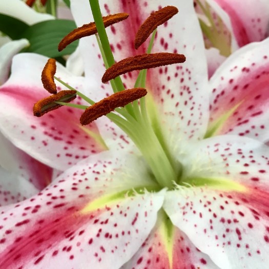 Spotted lily with pollen