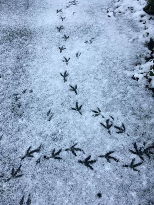 Bird prints in the snow