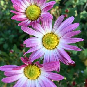 Chrysanthemum x rubellum pink and white seedling