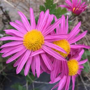 Pink hardy mum with yellow centre
