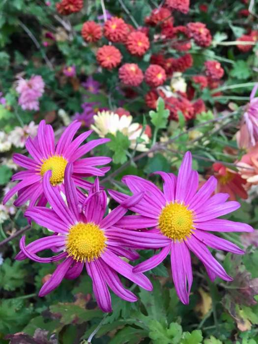 Pink Chrysanthemum x rubellum