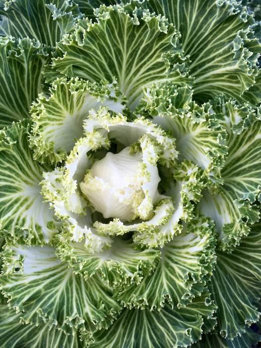 Green and white ornamental kale (Brassica oleracea)