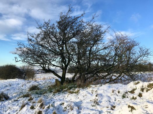 Hawthorn tree in snowy landscape