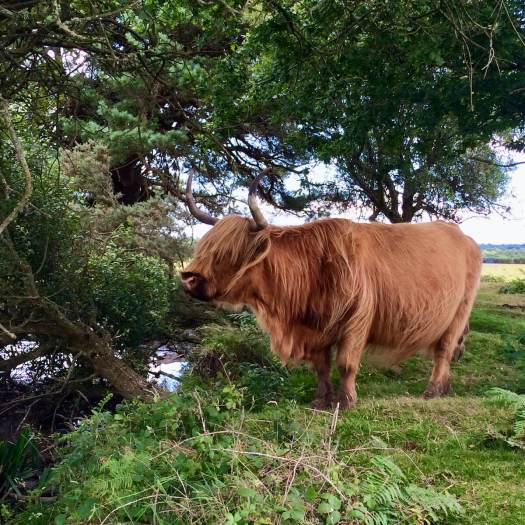 Long haired cow with horns (Highland cattle)
