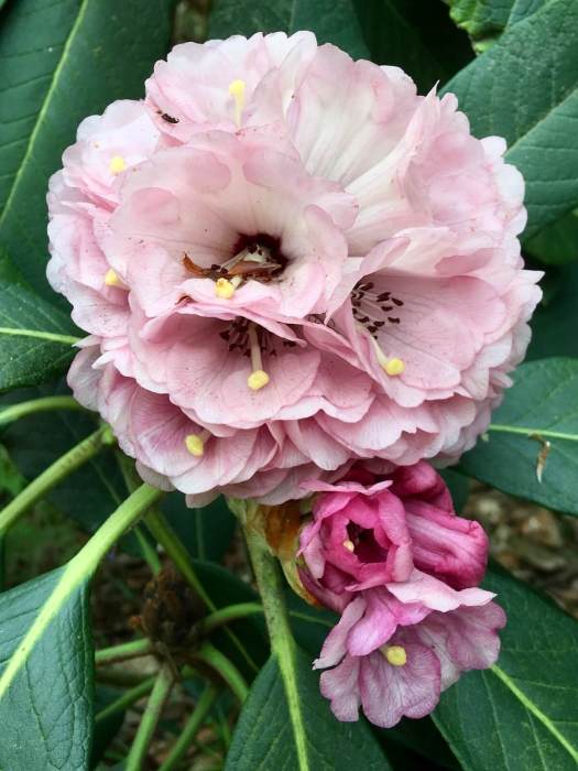 Mauve pink rhododendron