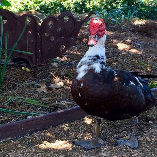 Muscovy duck with red face