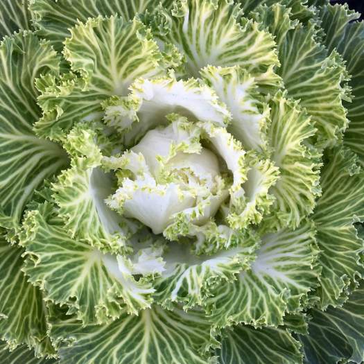 Ornamental kale (Brassica oleracea)