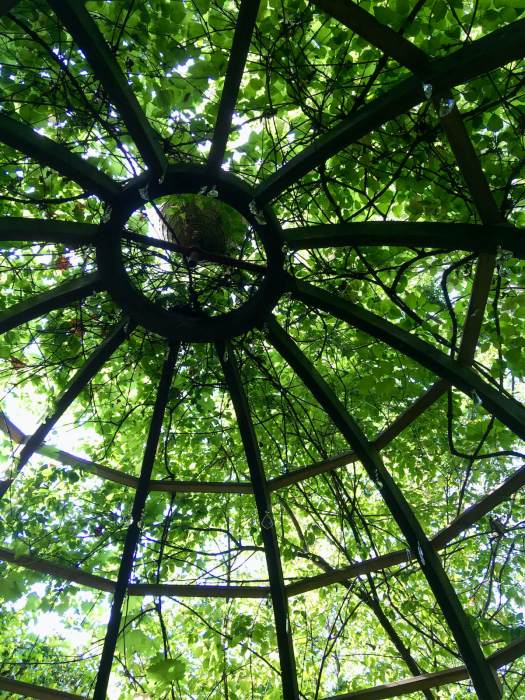 Looking upwards into a garden pergola frame