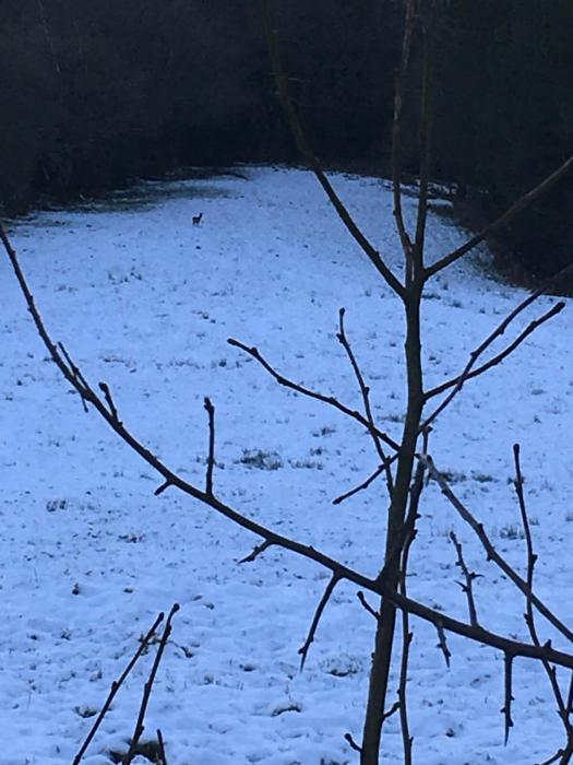 Very distant deer in the snow