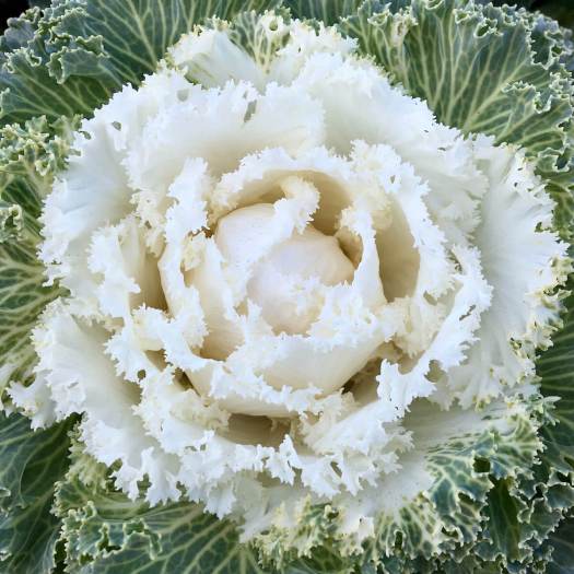 White ornamental kale (Brassica oleracea)