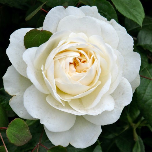 White rose