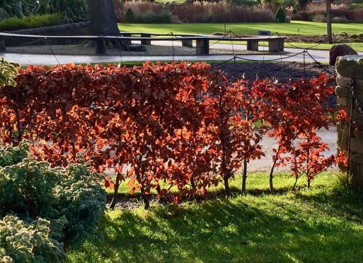 Beech hedge backlit