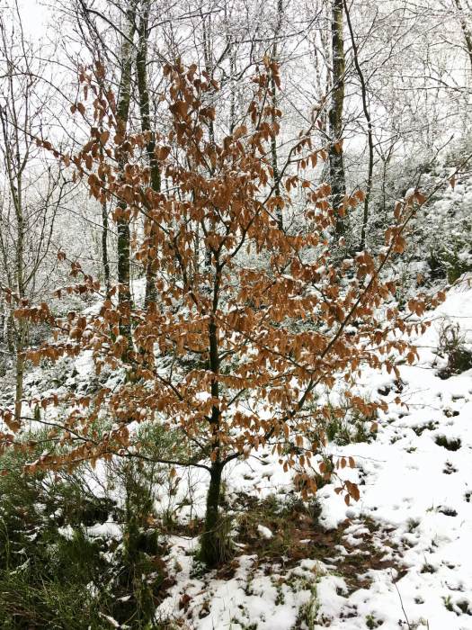 Beech tree in snow
