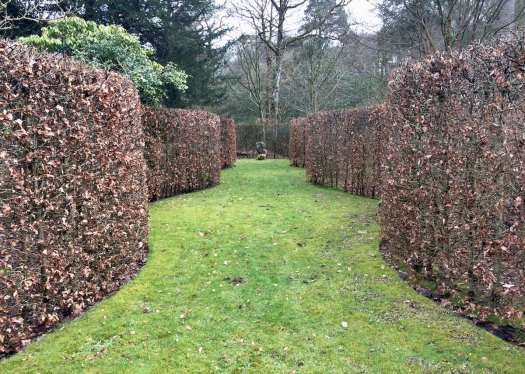 Serpentine beech walk at Gresgarth Hall
