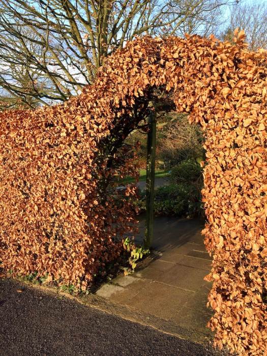 Arched entrance cut in a beech hedge