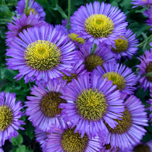 Erigeron - cluster of purple daisies with yellow centres