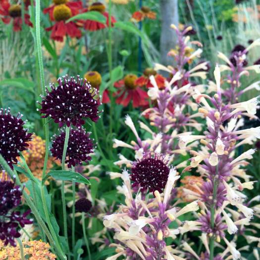 Scabious, agastache, helenium