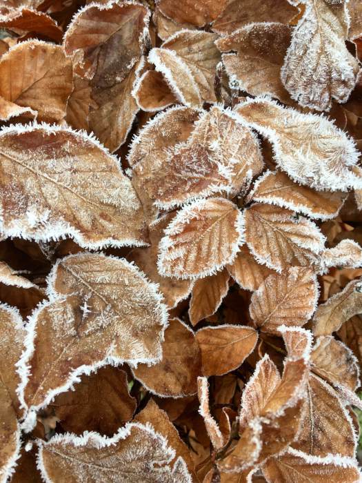 Beech leaves frosted in winter