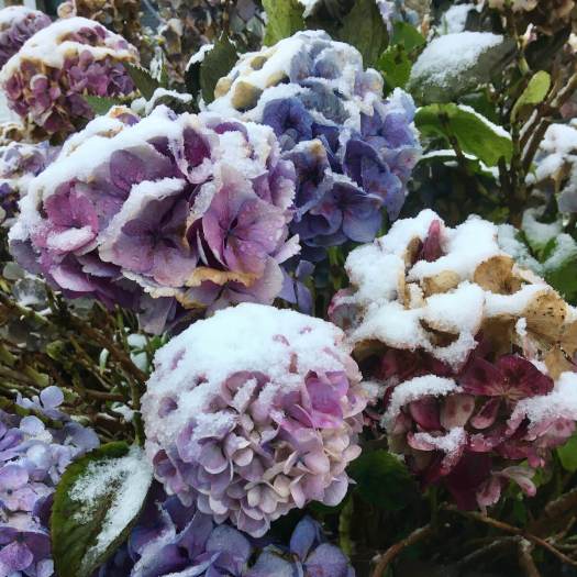 Blue Hydrangea in the snow