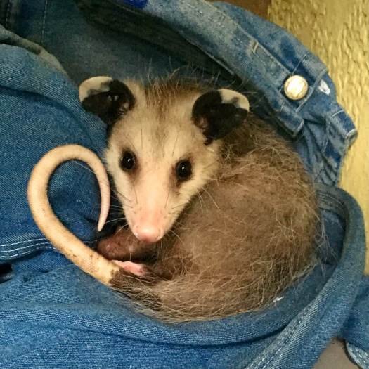 Small possum snuggled in jeans