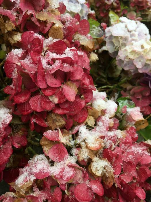 Red hydrangea with a sprinkling of snow