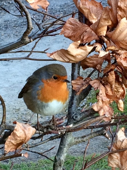 Robin on a beech