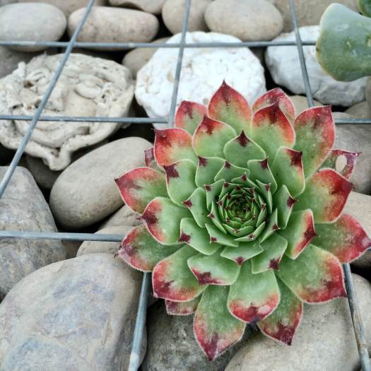 Sempervivum in a cage of rocks