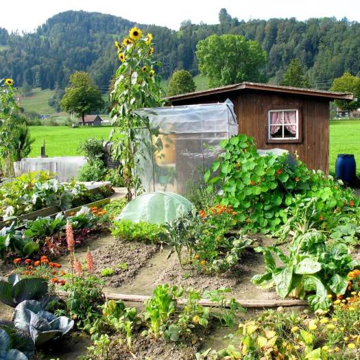 Swiss vegetable garden