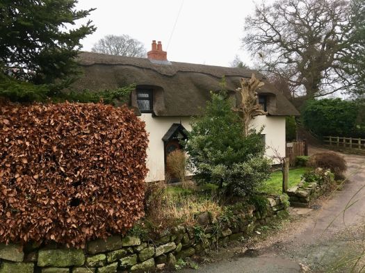 Thatched cottage with beech hedge