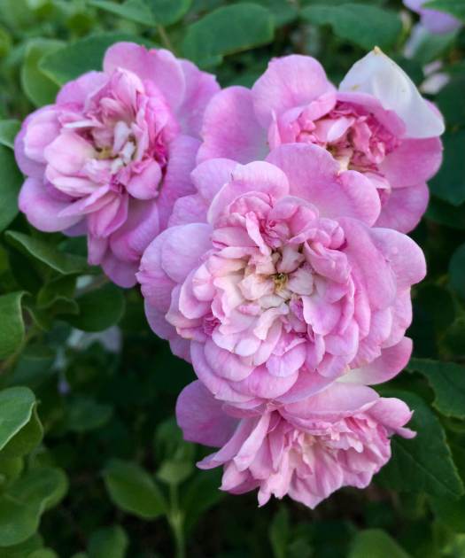 Antique Rose Emporium in Brenham, Texas, and Memories of Roses – Susan ...