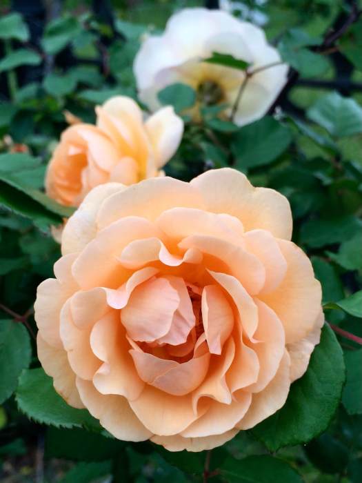 Apricot rose