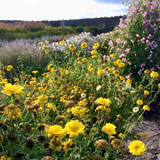 Cutting garden at Lindisfarne Island