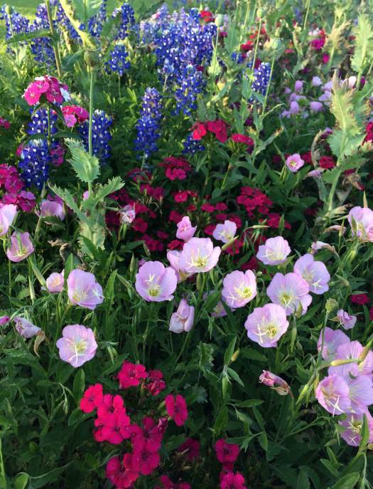 Flower border in April