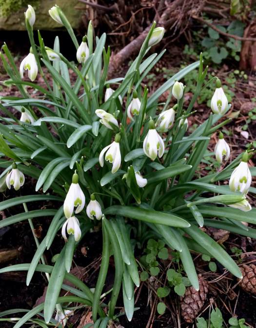 Green tipped snowdrops