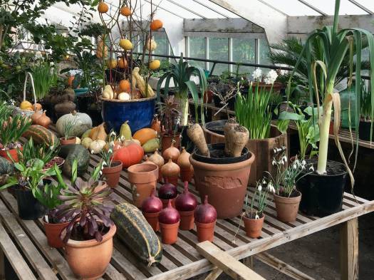 Rode Hall greenhouse with bulbs and vegetable harvest