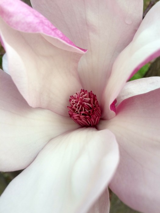 Magnolia x soulangeana