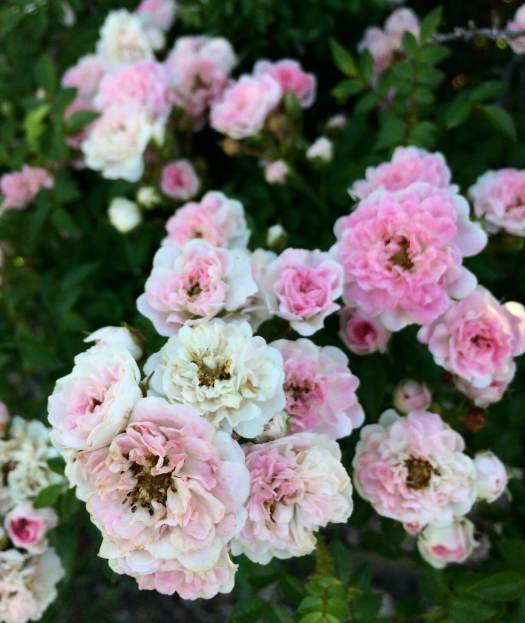 Pale pink antique roses