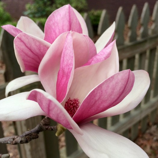 Pink magnolia (Magnolia x soulangeana)