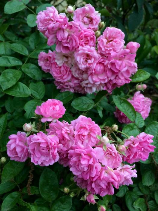 Pink rambling rose