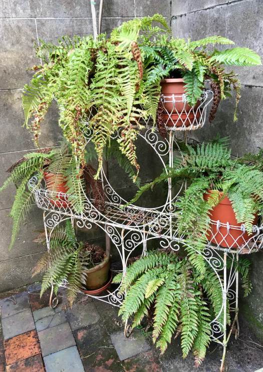 Decorative metal plant stand with ferns